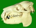 180px-Pygmy Hippopotamus Skull.jpg