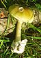 Amanita phalloides.jpg