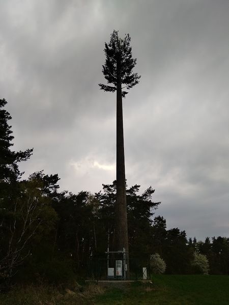 Soubor:Pinus Tmobiliensis u Mutějovic.jpg