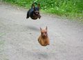 Jezevčík je jediná psovitá šelma se schopností levitace.
