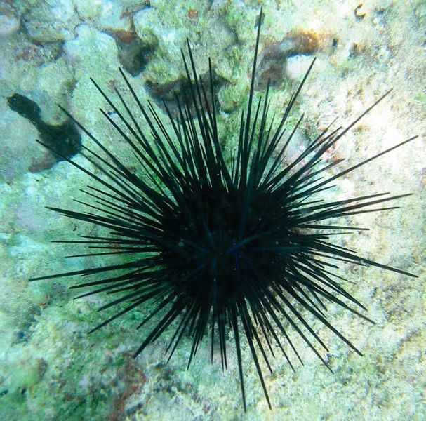 Soubor:Sea-urchin.jpg
