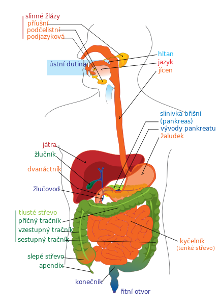 Soubor:Digestive system diagram cs.svg