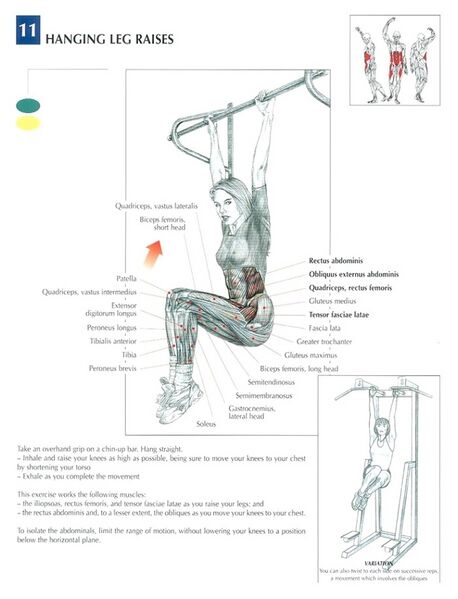 Soubor:Hanging leg raise-anatomy.jpg