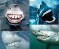 Žralok se napapal člověčiny a tak se spokojeně usmívá