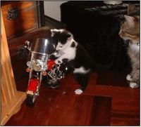 Kočka motorkář