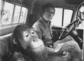 Opice využívá lidské důvěřivosti a nechá se vozit. Auto pak zničí.