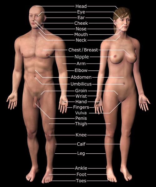 Soubor:Basic human anatomy labeled.jpg