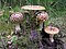Amanita regalis (Fr.) Michael 46468.jpg