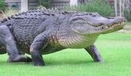 Aligator chce vsadit na pravého aligátora.. bohužel není známo zda bude živý čí vycpaný. Spekuluje se že se jedná o tajný projekt Bilderbergu který má za cíl snižovat seniorskou populaci.