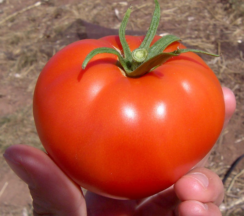 Soubor:Tomato.jpg