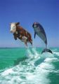 Souskok krávy mořské s delfínem skákavým. Povšimněte si, že krávoskok je ladnější a mnohem efektivnější.
