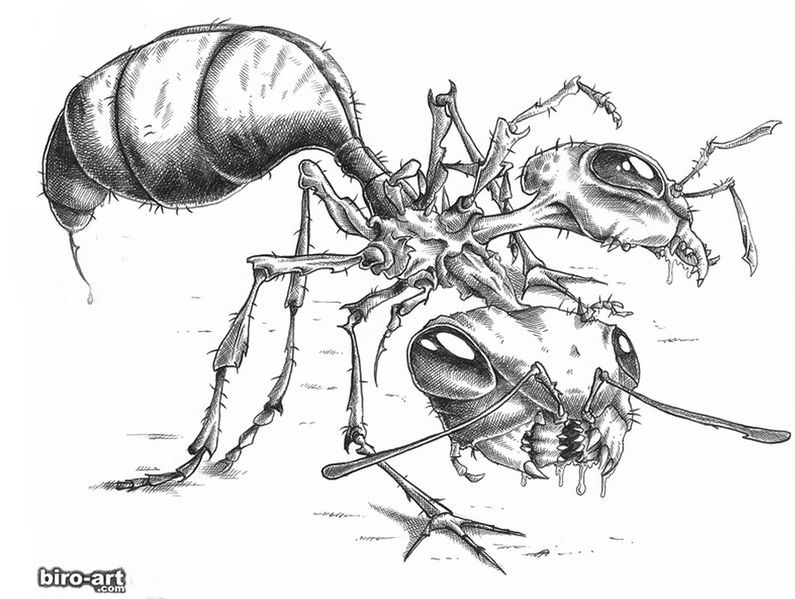 Soubor:Mravenec dvouhlaváč.jpg