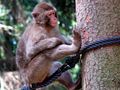 Opice důmyslně a sofistikovaně ničí státem chráněný strom.