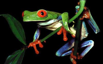 Žába zelená je pestře zbarvená.