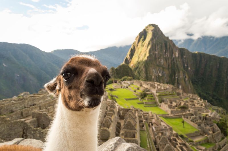 Soubor:Machu Picchu lama 04.jpg