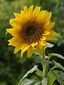 A sunflower.jpg