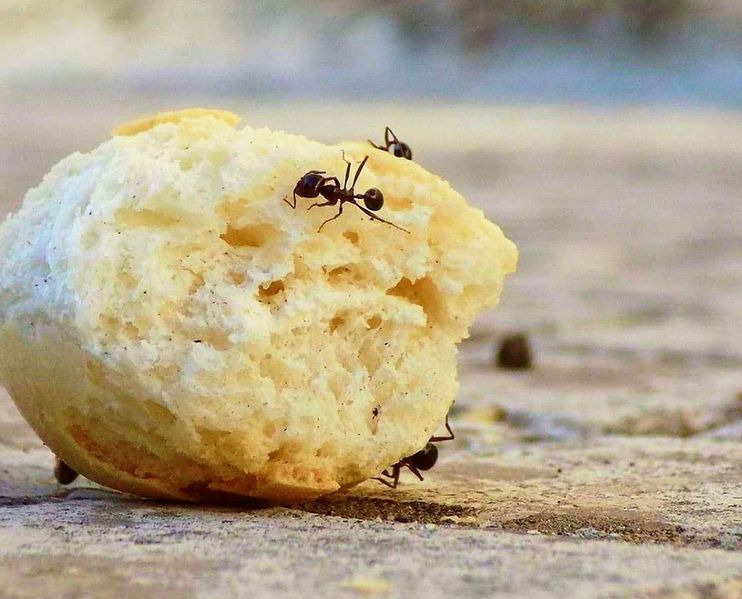 Soubor:Mravenec Domácí.jpg
