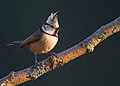 Lophophanes cristatus Luc Viatour 2.jpg