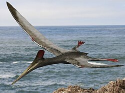 Aerodactylus scolopaciceps.jpg