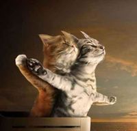 Kočky byly i na Titaniku