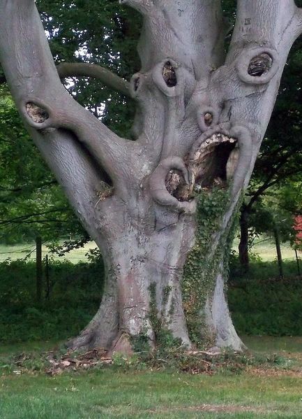 Soubor:Strašidelný-strom.jpg