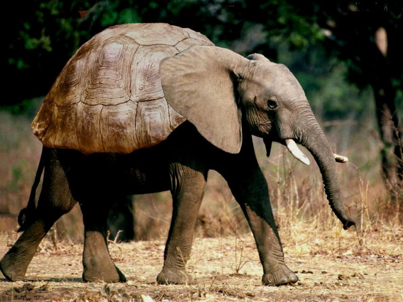Soubor:Turtle Elephant.jpg