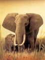 Samec slona afrického žádostivě obhlíží kočku sloní. Ta bohužel není na obrázku vidět, stojí vedle fotografa