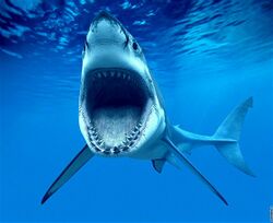 Žralok bělavý hlava.jpg