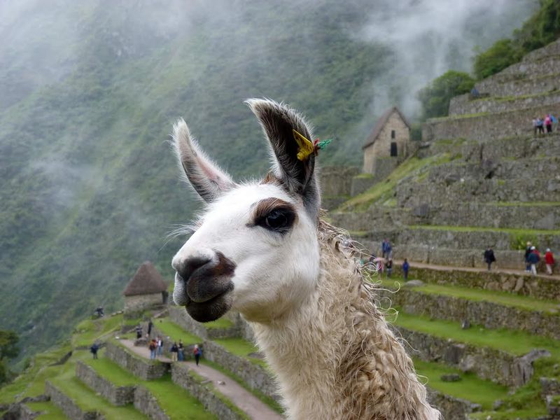 Soubor:Machu Picchu lama 02.jpg