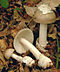 2007-06-17 Amanita vaginata crop.jpg