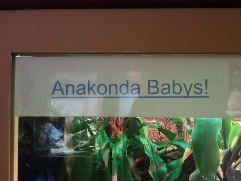Soubor:Anakonda babys.jpg