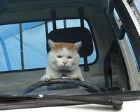 Kočky jsou dobří řidiči