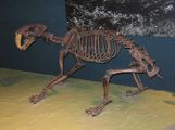 V muzeu Antropos v Brně je kostra kočkodlaka mylně vydávána za kostru šavlozubého tygra