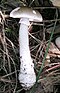 Amanita spissa excelsa 1.jpg