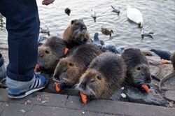 Nutrie1.jpg