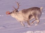 Rudolph the Reindeer.jpg