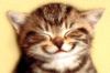 Cat smile.jpg