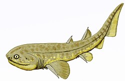 Doliodus22DB.jpg