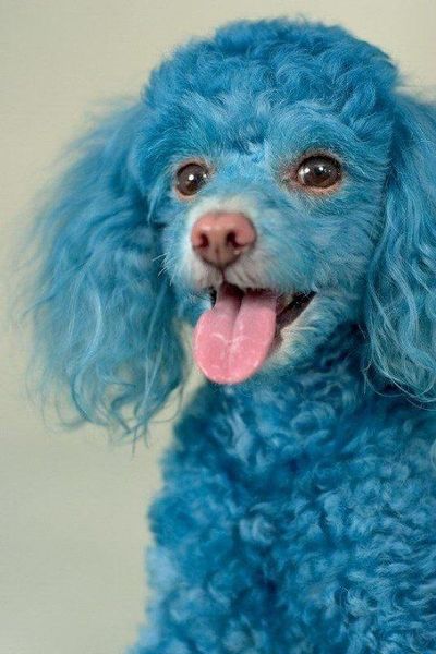 Soubor:Modrosrstý pes.jpg