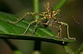 Stick Insect (Aretaon sp.) male (23504326722).jpg