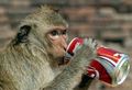 Opice si pochutnává na Coca-cole. Plechovku odhodí do přírody.