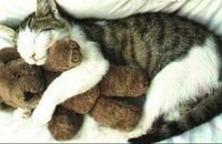 Kočky rády spí s plyšáky