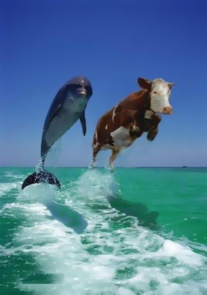 File:Cow n dolphin.jpg
