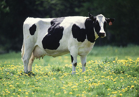 File:Large Cow.jpg