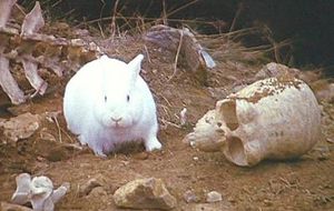 File:300px-Killer rabbit.jpg