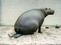 File:Hippo fat!.jpg