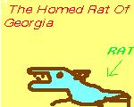 File:Homed rat.jpg