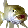 File:Fishicon.png