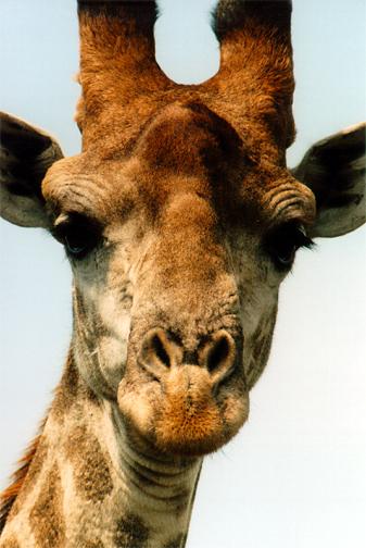 File:Giraffe head.jpg