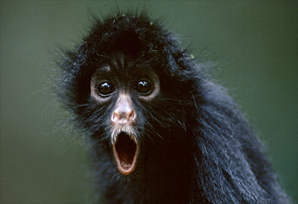 File:Black-spider-monkey.jpg